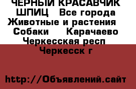 ЧЕРНЫЙ КРАСАВЧИК ШПИЦ - Все города Животные и растения » Собаки   . Карачаево-Черкесская респ.,Черкесск г.
